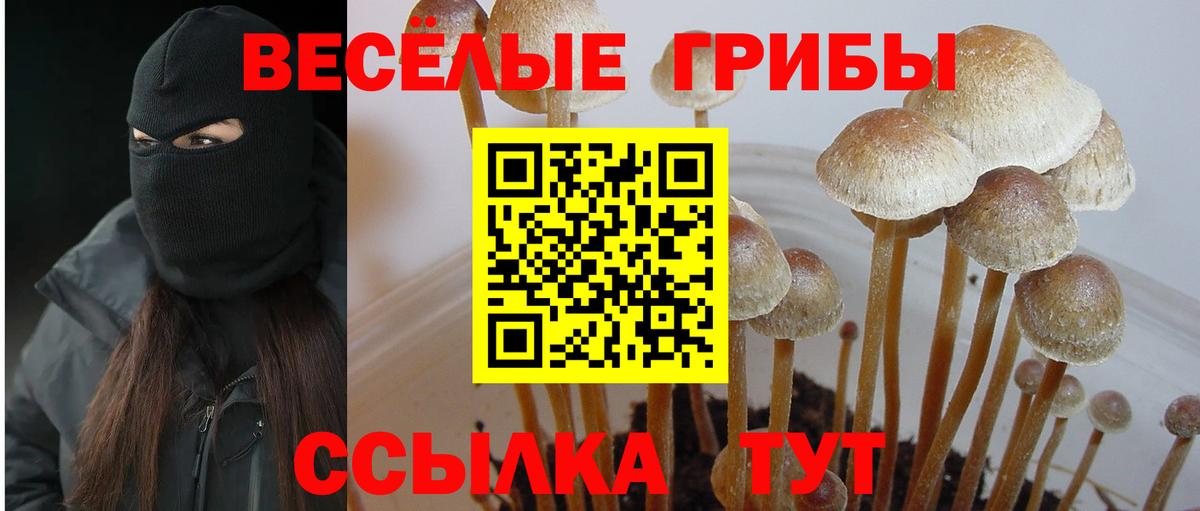 Мурманск  Псилоцибиновые грибы Psilocybe  Вход с VPN 